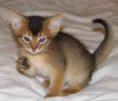 Cute Cat
