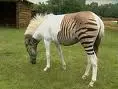Strange Zebra