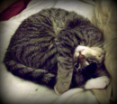 Cute Cat