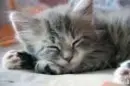 Sleeping Cat