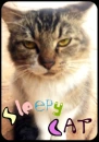 Sleepy Cat