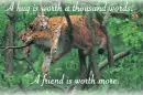 FREINDSHIP ANIMALS