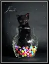 Judi