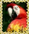 arara