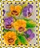 viola
