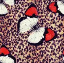 butterflies