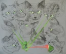 cat eat bird