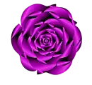 Purple Rose