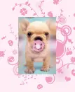 baby girl puppy