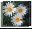 Pretty Flower thingy!