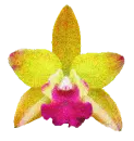 orquidea oro verde