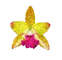 orquidea fa