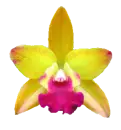 orq oro verde