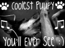 Cute dogg
