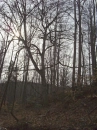 Early Morning In the Woods