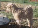 Baby Goat