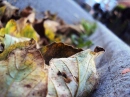 Leaves