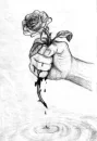 bleeding rose