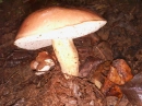 Basic Toadstool