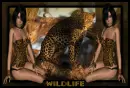 wildlife