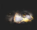 trial by fire