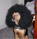 dog afro 