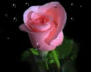 Beautiful pink rose