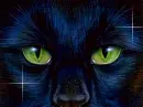 Black cat eyes