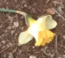 floower