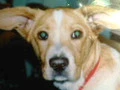 roxie