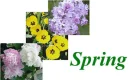 Spring flowers