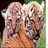 wildlife