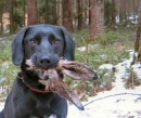 Dog ate Rabbit
