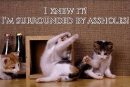 Cats