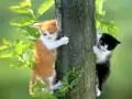 cats playin