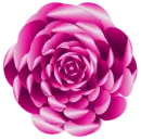 Pink Rose