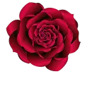 Red Rose