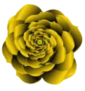 yellow rose