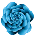 blue rose