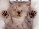 cats moves arms