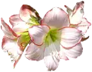 Amarilis flower