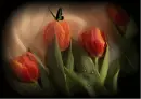 Tulips with butterfly