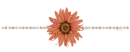 Orange Flower divider 