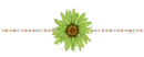 Green Flower divider 