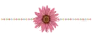 Pink Flower divider summer