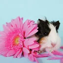 cute guinea pig