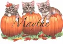 Maythe kittens