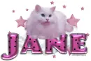 Jane sweet cat