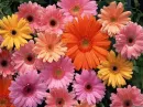   Daisys