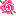 Tiny Pink Rose